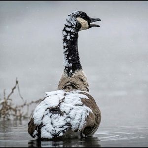 Meet your Posher, Travis